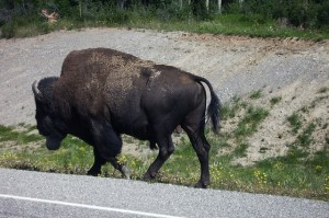 bison