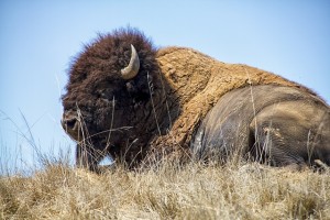 bison-resting